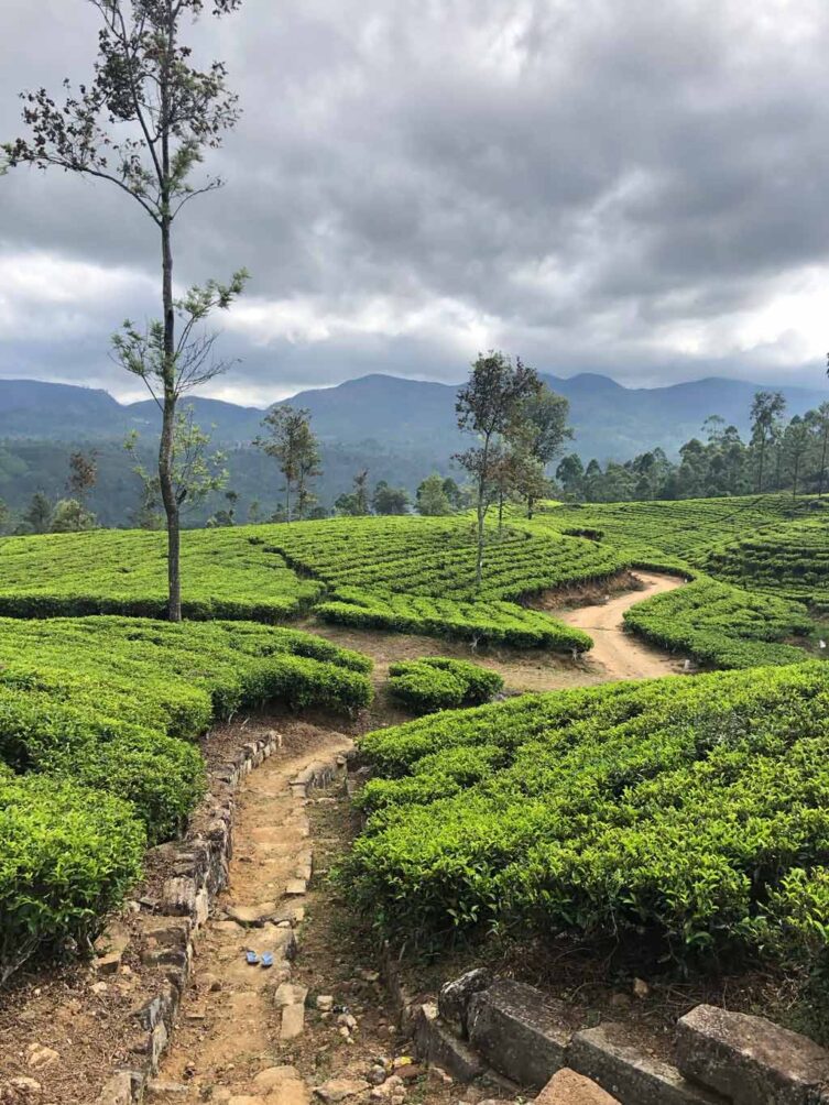 Emeyu Sri Lanka tea plantations, tea farmers, tea leaves, organic black tea, organic white tea, organic green tea, organic whole leaf tea, tea bush, tea leaf, tea leaves, Sri Lanka, tea tasting, smelling tea,